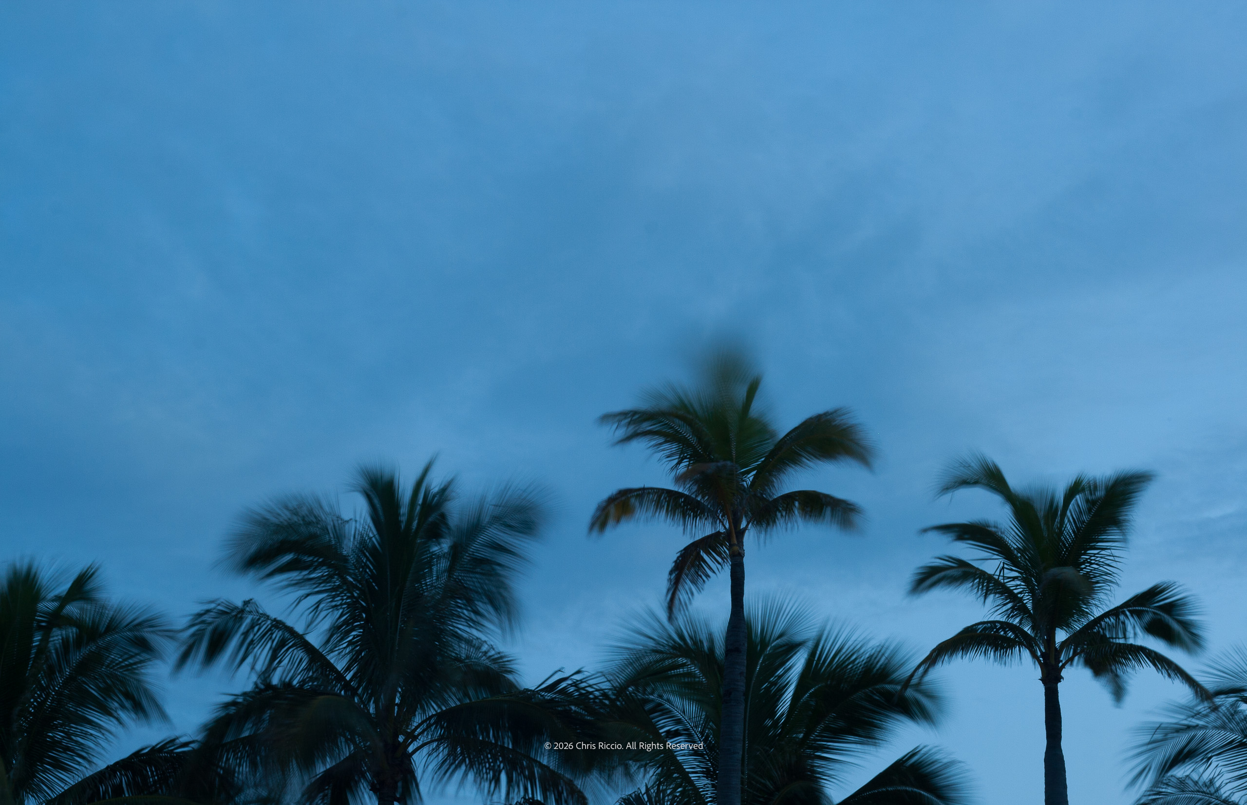 Evening Palm Trees